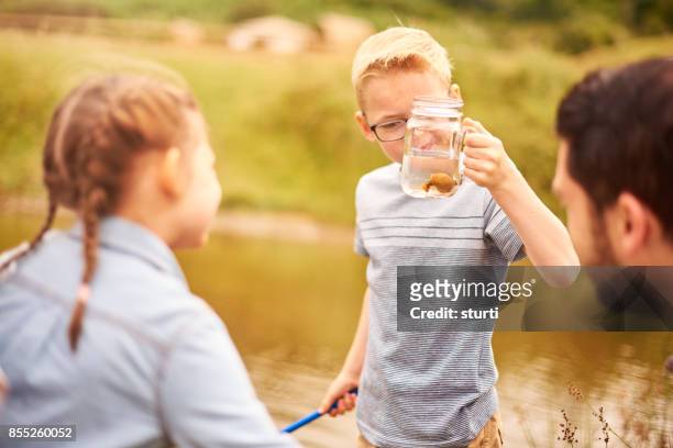 bug catching at the pond - pond snail stock pictures, royalty-free photos & images