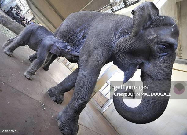 Five-day-old female elephant Ko Raya suckles her mother, 22-year-old Asian elephant Pang Pha, as the pair were presented to the public at Berlin's...