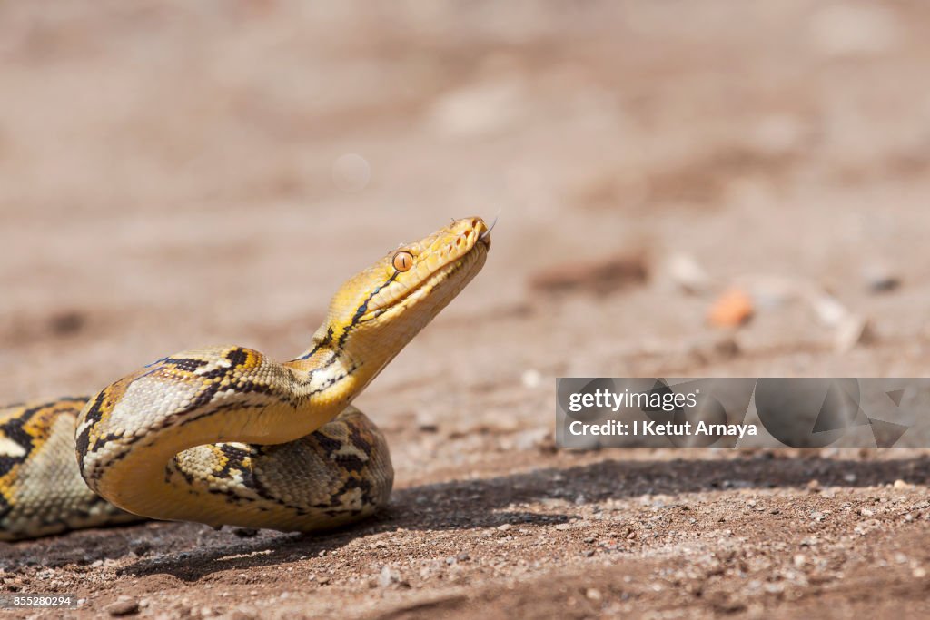 Reticulated Python High-Res Stock Photo - Getty Images