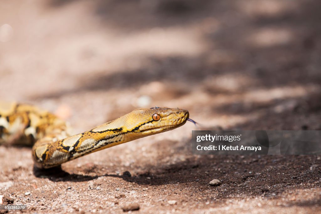 Reticulated Python On Sandy Ground High-Res Stock Photo - Getty Images