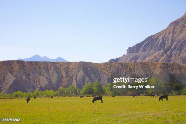 cattle grazing near capitol reef np, usa - capitol reef national park stock pictures, royalty-free photos & images