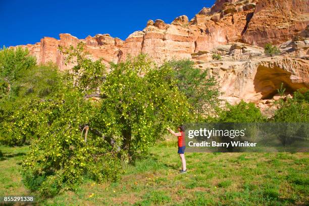 woman picking apples in fruita, near capitol reef np, utah - capitol reef national park stock pictures, royalty-free photos & images