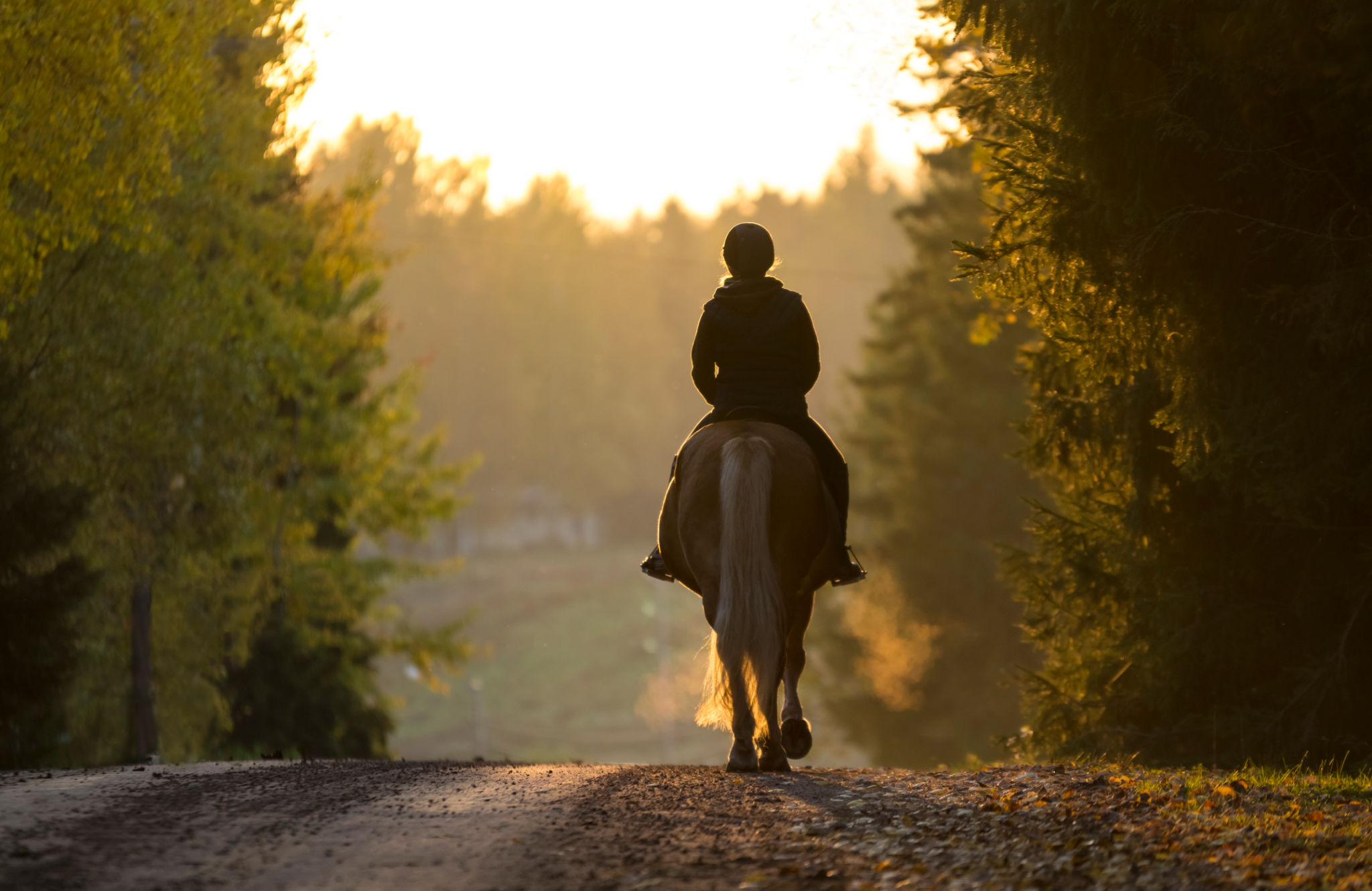 horse trails