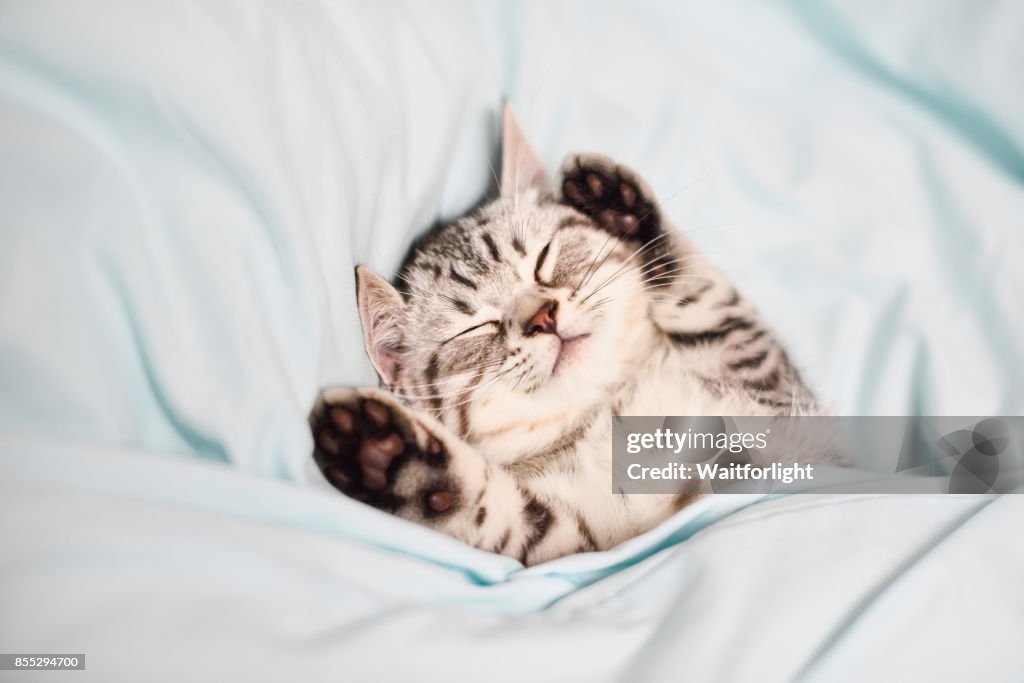 Lovely kitten on sleeping