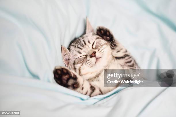 lovely kitten on sleeping - adorable stock pictures, royalty-free photos & images