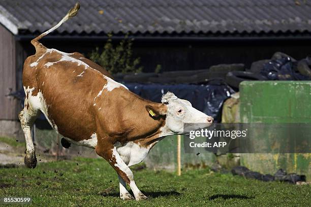 Cow Springing Jumping Cows Photos and Premium High Res Pictures - Getty Images
