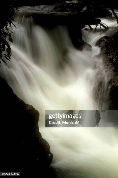 streams of rainforest - milk stream stock pictures, royalty-free photos & images