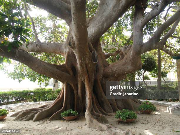 ficus tree. ficus magnonioide. - 100th anniversary fotografías e imágenes de stock