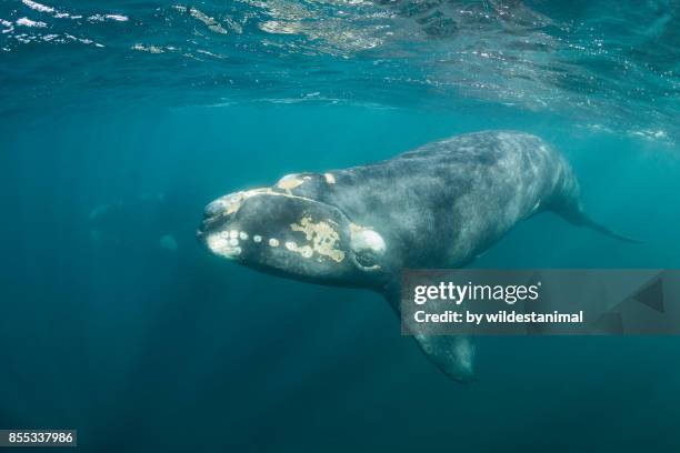close up view of a curious southern right whale calf with it's mother in the background, puerto piramides, argentina. - southern right whale stock pictures, royalty-free photos & images