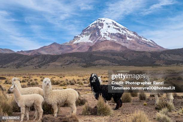 nevado sajama mountain and alpacas, bolivian altiplano - oruro stockfoto's en -beelden