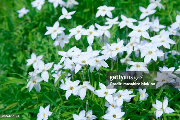 Spring Star Flowers 78 Spring Starflower Stock Photos, High-Res Pictures, and Images ...