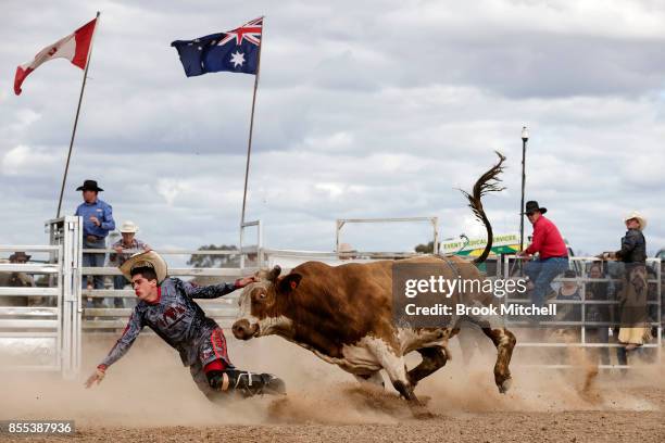 Rodeo Clown is chased down by a Bull during the Deni Rodeo at the 2017 Deni Ute Muster on September 29, 2017 in Deniliquin, Australia. The annual...