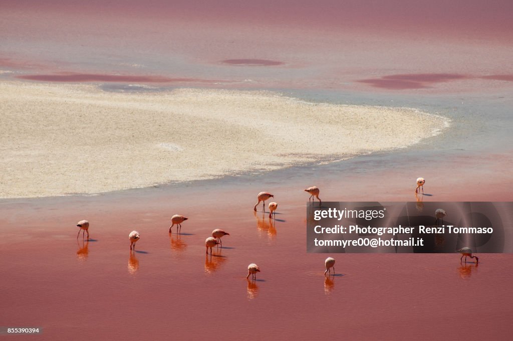 Flamingos in the Laguna Colorada , Bolivia