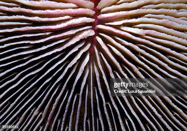 fungia coral, close-up - mushroom coral stock pictures, royalty-free photos & images