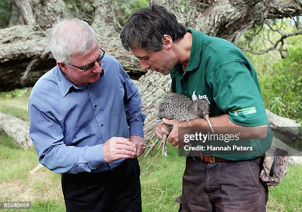 New Zealand Conservation Minister Tim Groser helps to release one of ten little spotted kiwi on Motuihe Island, a conservation pest-free island close...