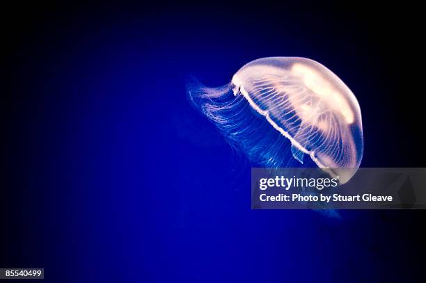 single jellyfish in a tank - jellyfish - fotografias e filmes do acervo