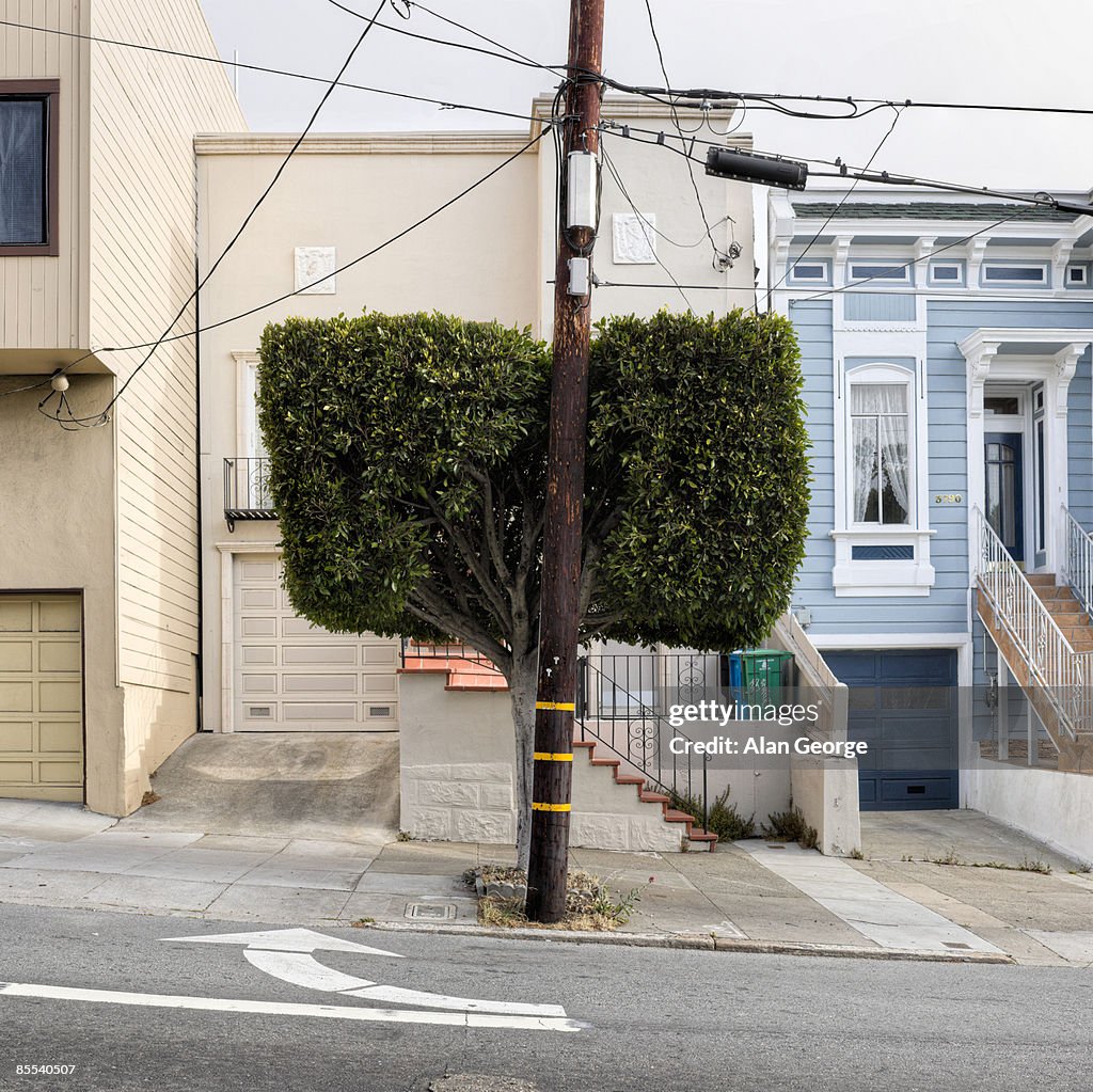 Tree bisected by telephone pole