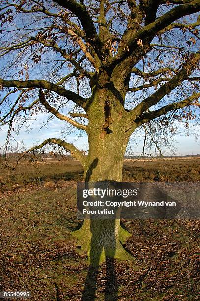 shadow of person on tree waving - wynand van poortvliet stock pictures, royalty-free photos & images