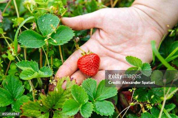 close up of hand picking strawberry in the garden - strawberries stock pictures, royalty-free photos & images