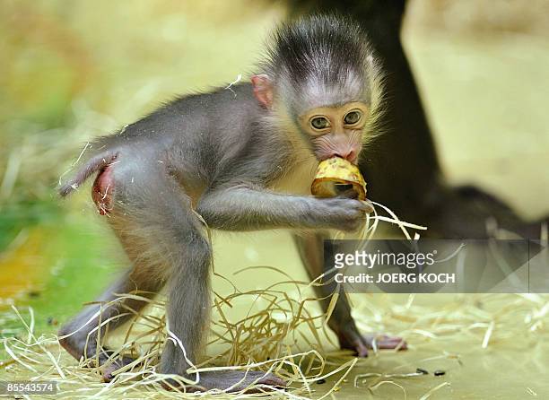 Four-week-old mandrill baby eats a fruit in their enclosure on March 20, 2009 at Munich's zoo Tierpark Hellabrunn, during its presentation to the...
