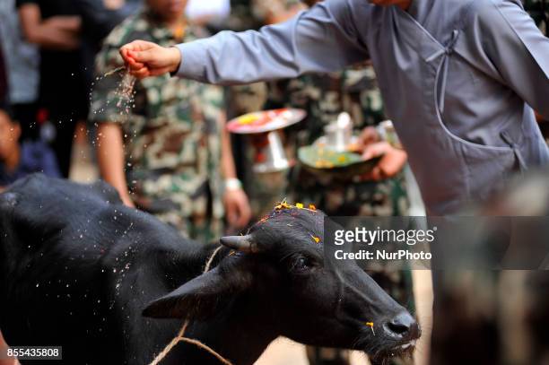 Nepalese devotees prepares to slaughter a Buffalo on the occasion of Navami, ninth day of Dashain Festival at Basantapur Durbar Square, Kathmandu,...