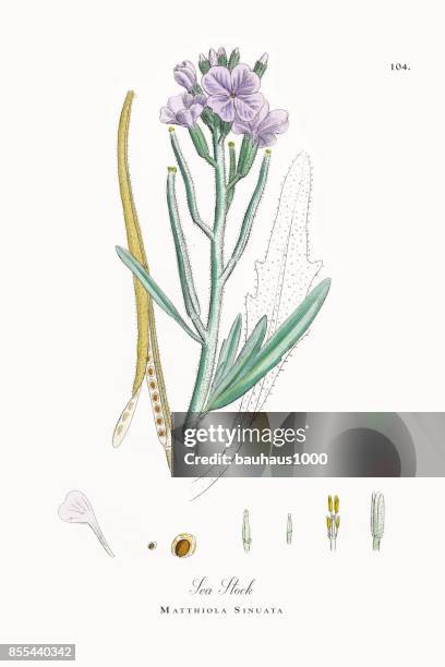 sea stock, matthiola sinuata, victorian botanical illustration, 1863 - matthiola stock illustrations