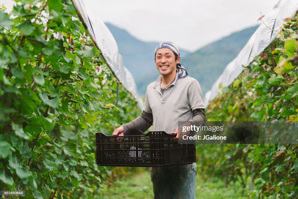 Portrait of a young Japanese grape farmer in his vineyard