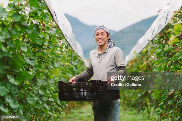 一個年輕的日本葡萄農民在他的葡萄園的肖像 - fruit farm 個照片及圖片檔