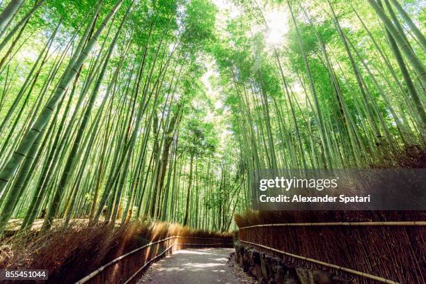 bamboo grove in arashiyama, kyoto, japan - bambusnår bildbanksfoton och bilder