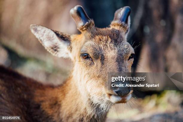 portrait of a young sika deer - sika deer stock pictures, royalty-free photos & images