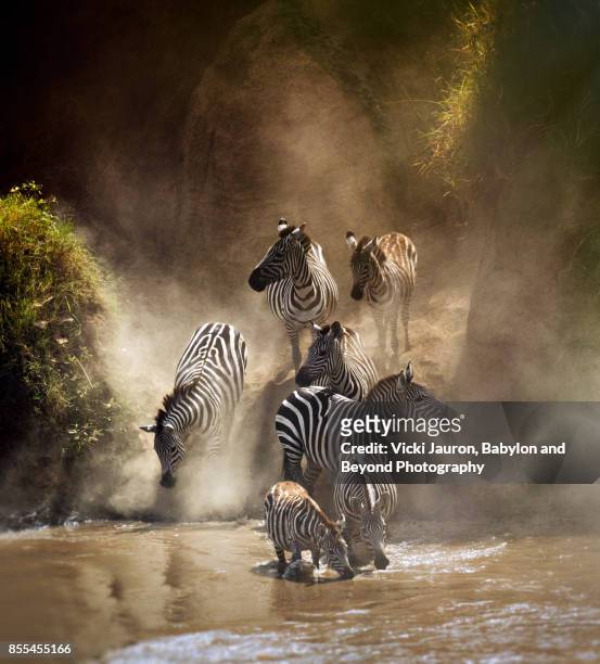 group of zebras crossing mara river during migration - zebra print stockfoto's en -beelden