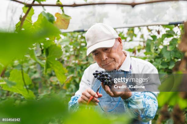 uomo giapponese anziano che lavora in un vigneto che raccoglie l'uva - japan agriculture foto e immagini stock