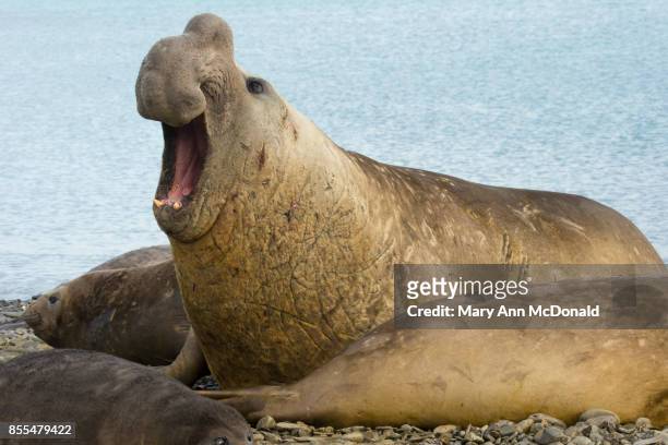 southern elephant seal - südlicher seeelefant stock-fotos und bilder
