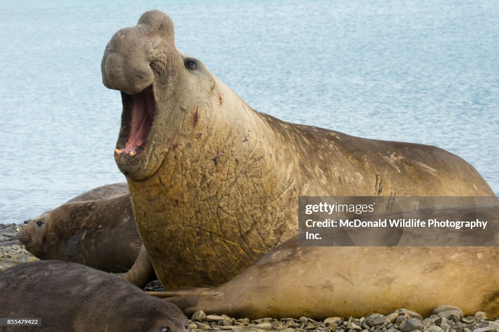 Southern Elephant Seal