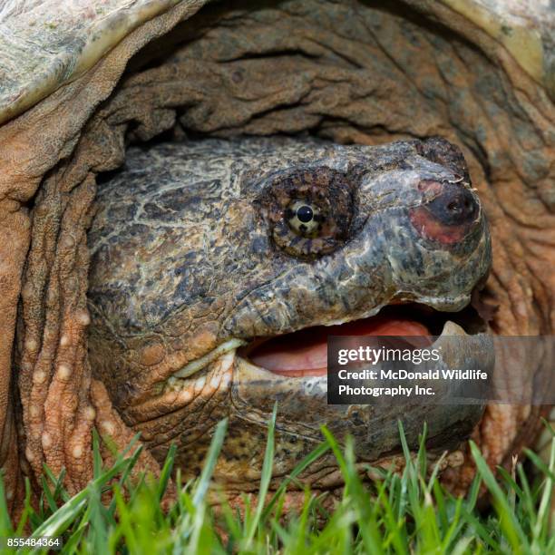 118 Common Snapping Turtle Stock Photos, High-Res Pictures, and Images ...
