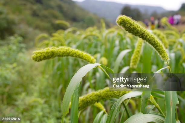 young millet cropsgrowing  in the fields in autumn - mijo fotografías e imágenes de stock