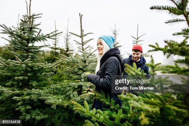 young couple selecting christmas tree together from pine forest - christmas tree farm - fotografias e filmes do acervo