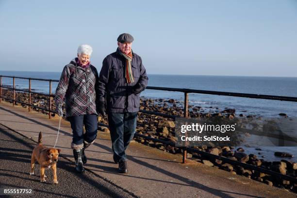 senior couple walking their dog along the coast - terrier stock pictures, royalty-free photos & images