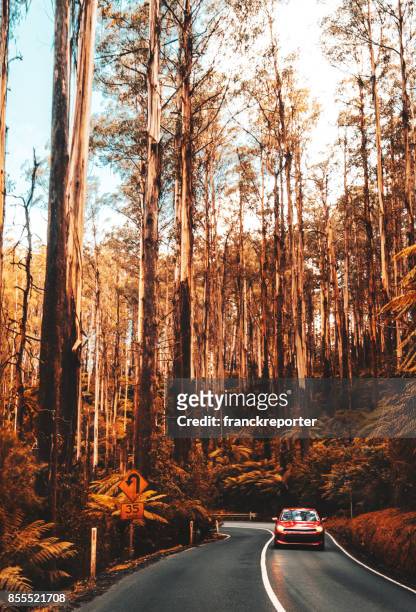 yarra ranges national park - autumn car stock pictures, royalty-free photos & images