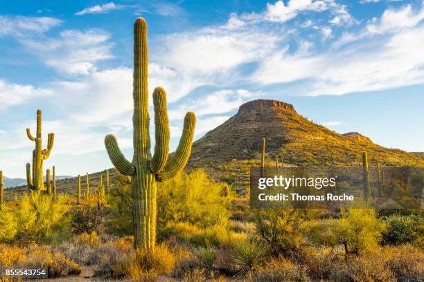 early morning light in the arizona desert - deserto del sonoran foto e immagini stock