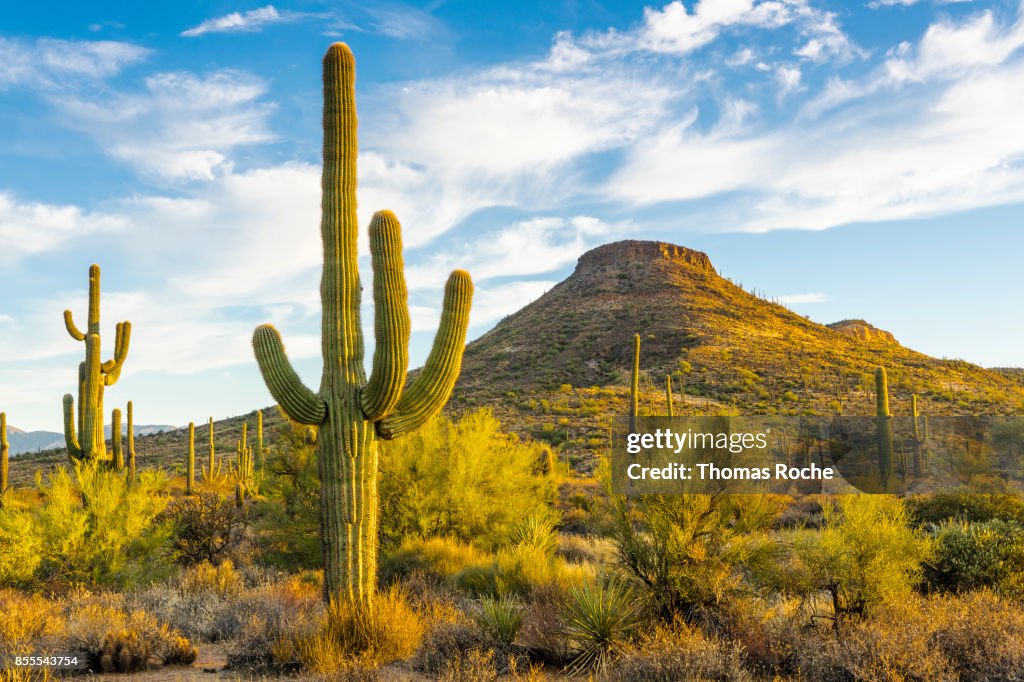 Early morning light in the Arizona desert