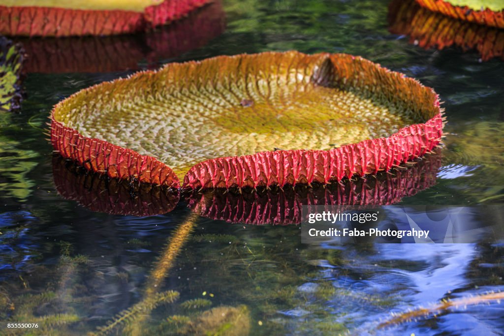 Giant Water Lillies In The Botanical Garden In Mauritius