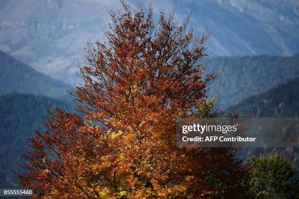 Picture of a tree taken on September 29, 2017 in the French Alps above the southeastern town of Seyne-Les-Alpes, shows the autumn light. / AFP PHOTO...