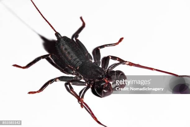 vinegaroon whip scorpion invertebrate insect macro photo - beetles with pincers stock-fotos und bilder