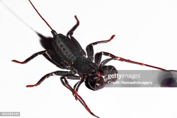 vinegaroon whip scorpion invertebrate insect macro photo - pedipalp stockfoto's en -beelden