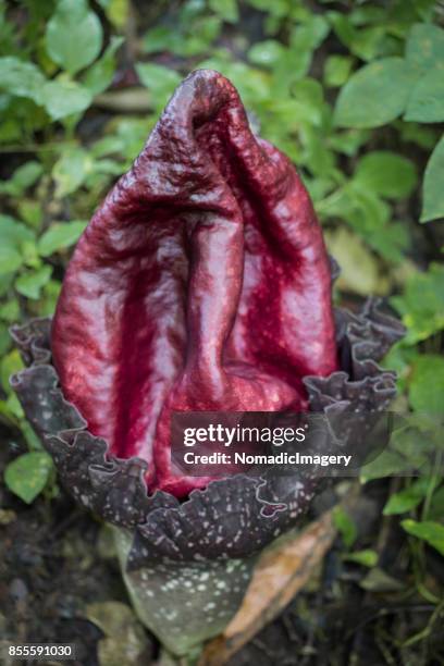 elephant foot yam close-up of stunning wild flower - forma de falo fotografías e imágenes de stock