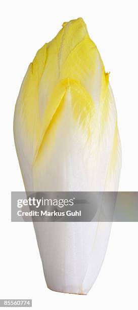 chicory - witloof chicory stock pictures, royalty-free photos & images