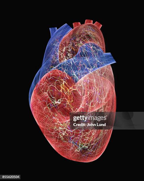 active human heart - menselijk hart stockfoto's en -beelden