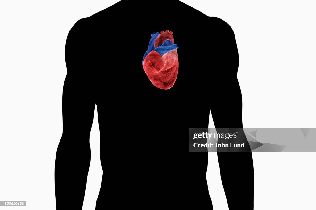 Heart Using Body Human Heart Within The Body High-Res Stock Photo - Getty Images