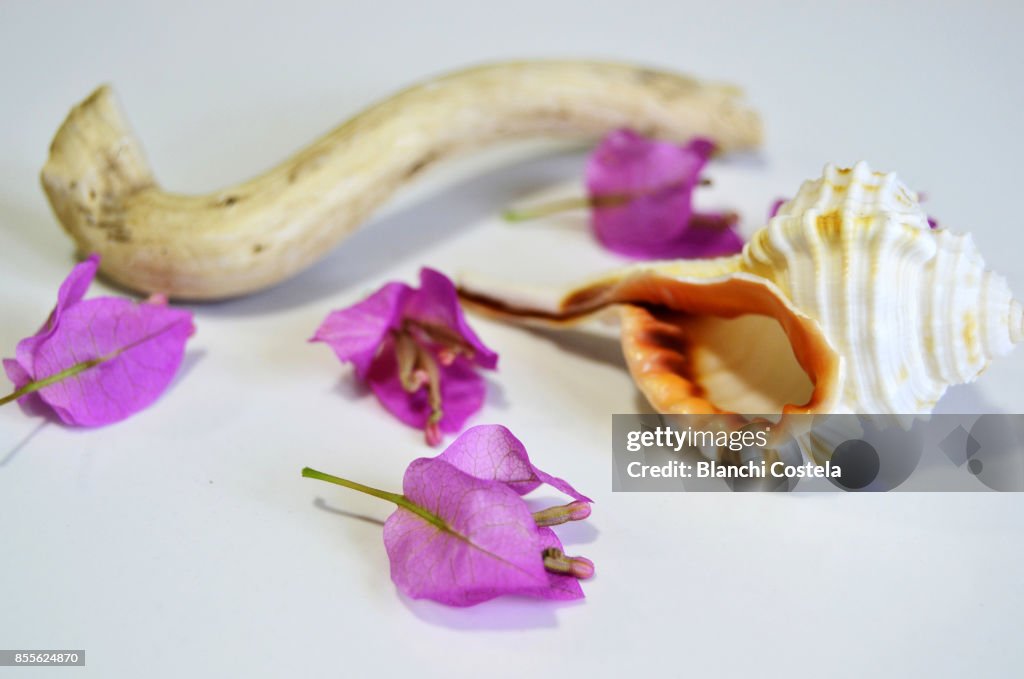 Sea shell and petals on white background